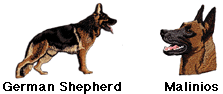 german shepherd (GSD) and Malinios dog badges